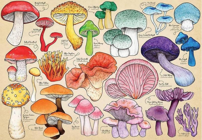 House of Puzzles - Mushroom Mania - 1000 Piece Jigsaw Puzzle